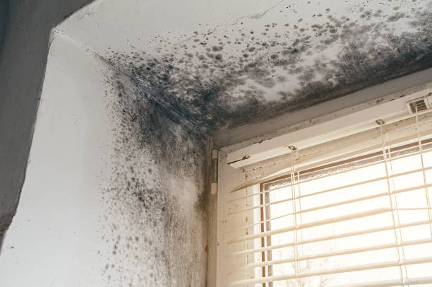 Affordable Mold Cleanup solutions in Garrett Park, MD